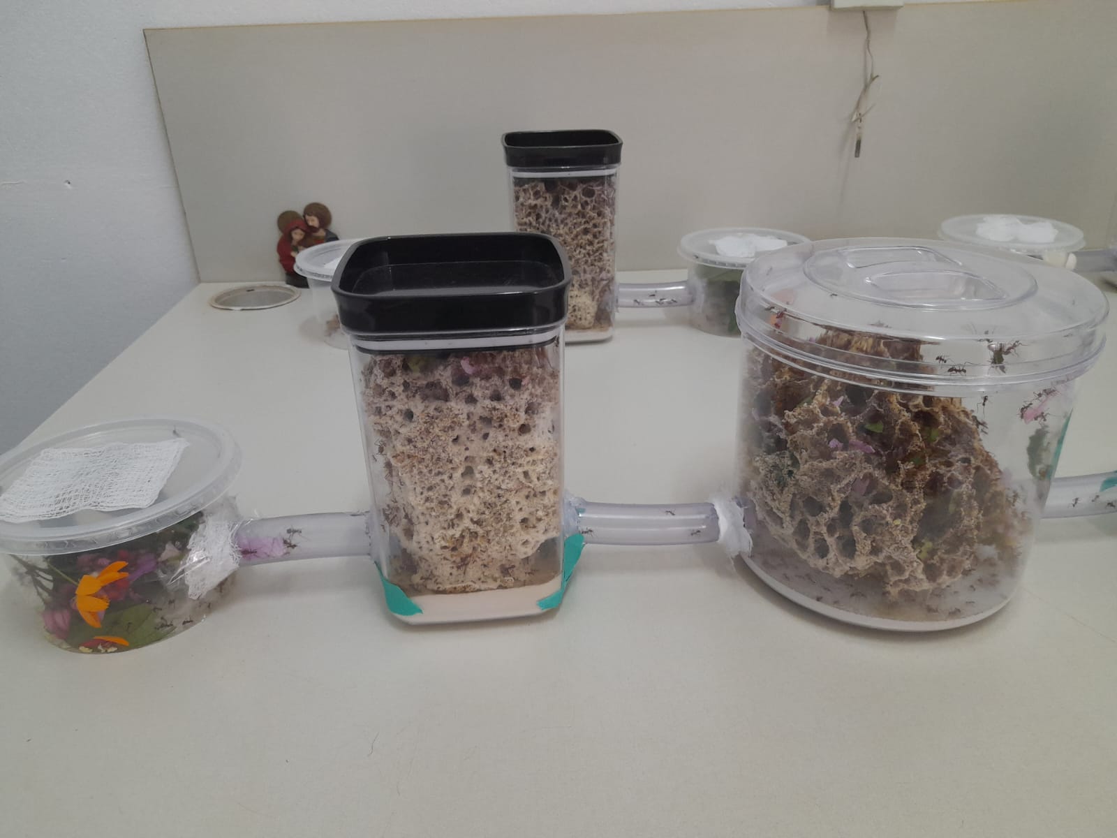 Estudantes do SESI visitam projeto sobre formigas cortadeiras na Faculdade Municipal de Bebedouro