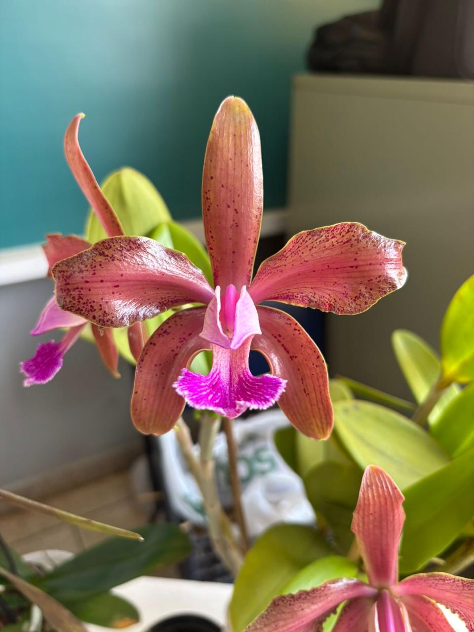 1º Minicurso de Cultivo de Orquídeas