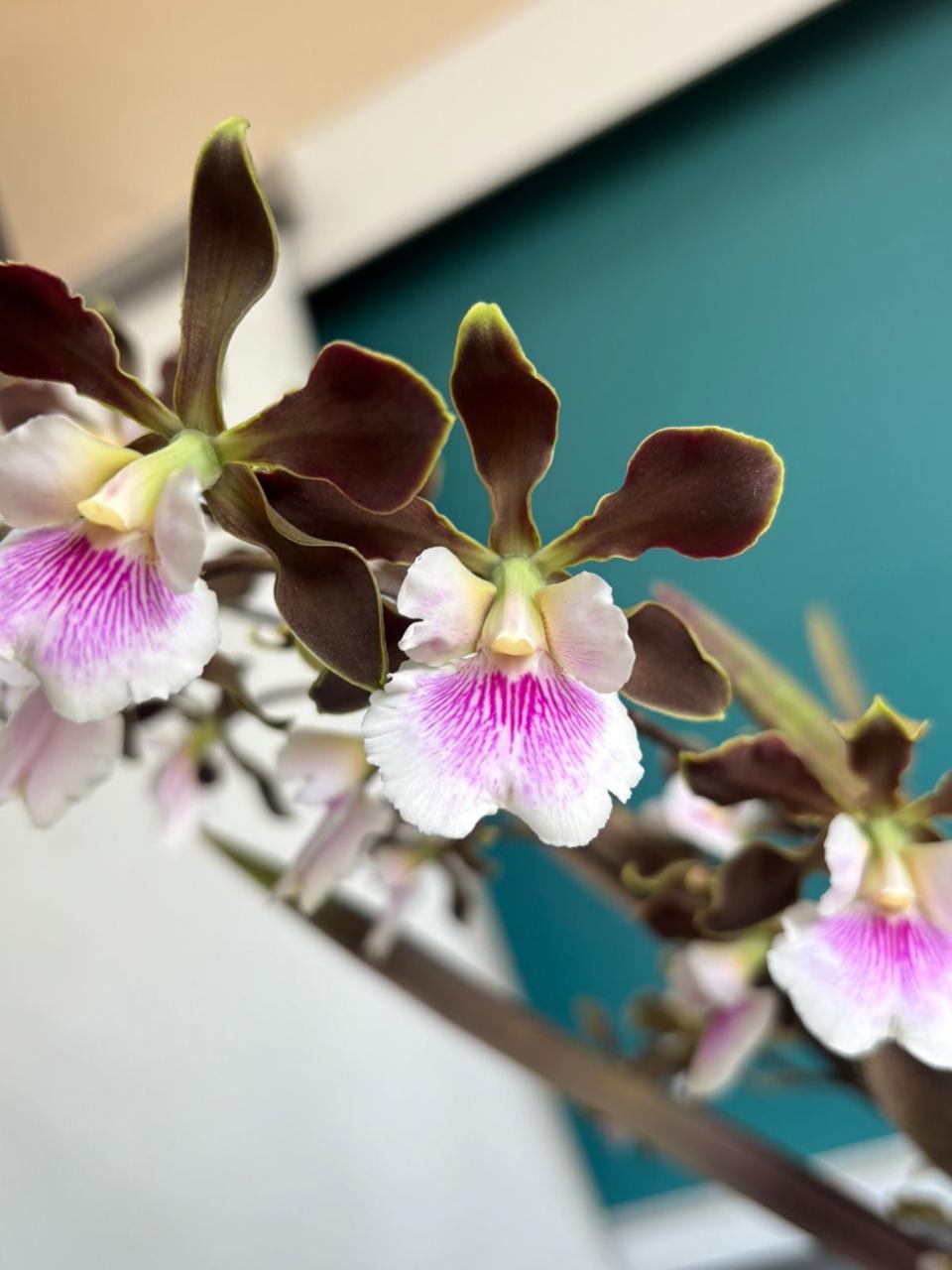 1º Minicurso de Cultivo de Orquídeas