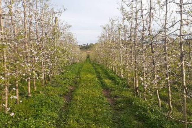 Pesquisa de professor do curso de  Engenharia Agronômica é divulgado no Jornal Unesp